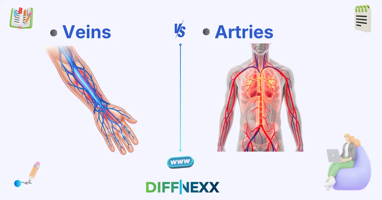 difference between veins and arteries