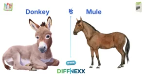 difference between donkey and mule