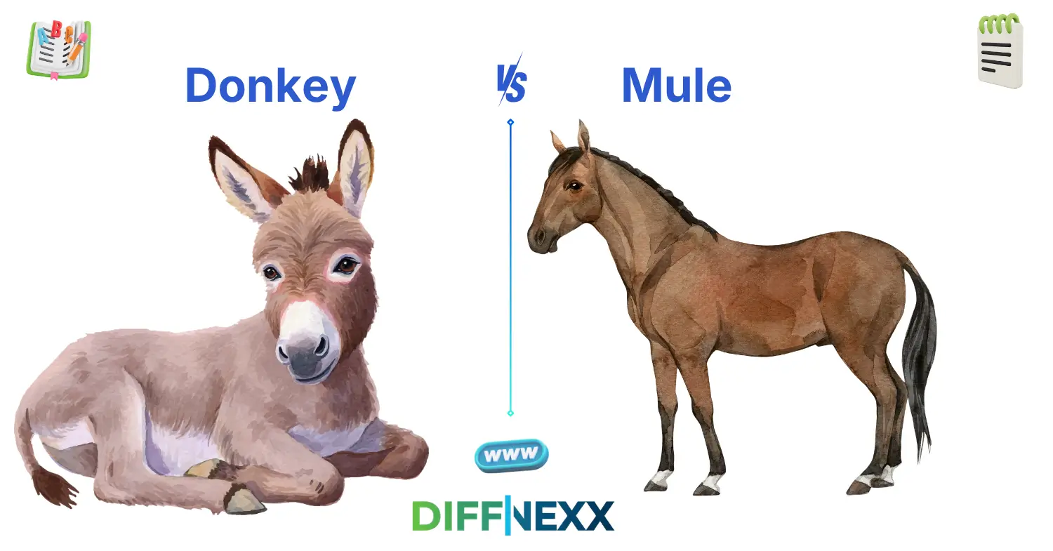 difference between donkey and mule