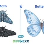 difference between moth and butterfly