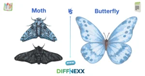 difference between moth and butterfly