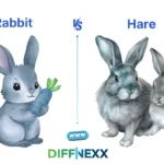 difference between rabbit and hare