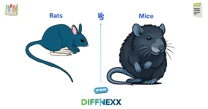 difference between rats and mice