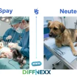 difference between spay and neuter