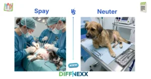 difference between spay and neuter