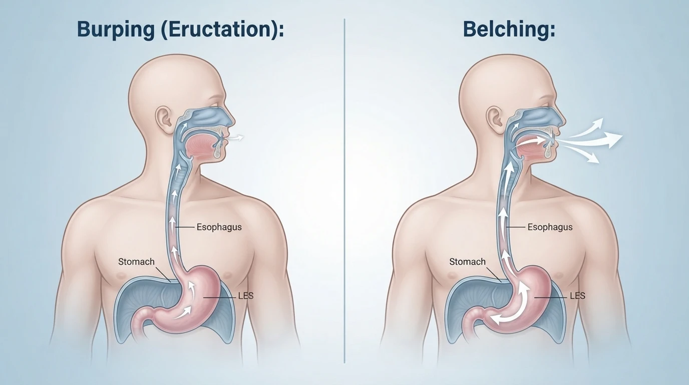 difference between burping and belching